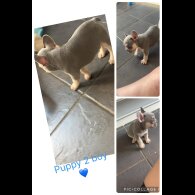 French Bulldog - Both