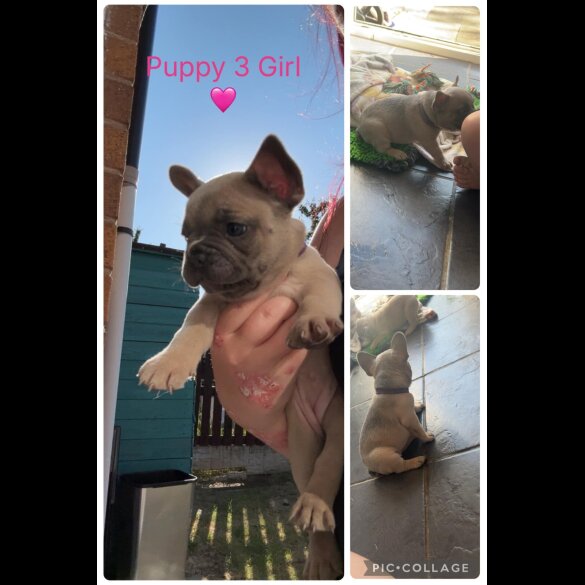 French Bulldog - Both