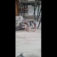 French Bulldog - Both