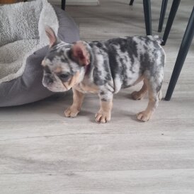 French Bulldog - Both