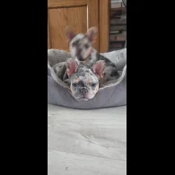 French Bulldog - Both