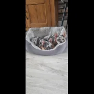 French Bulldog - Both