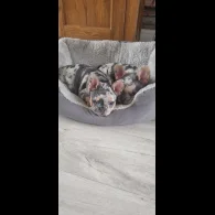 French Bulldog - Both