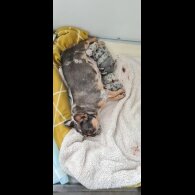 French Bulldog - Both