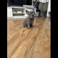 French Bulldog - Both