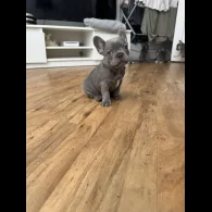 French Bulldog - Both