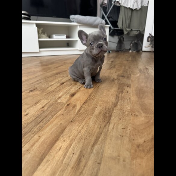 French Bulldog - Both
