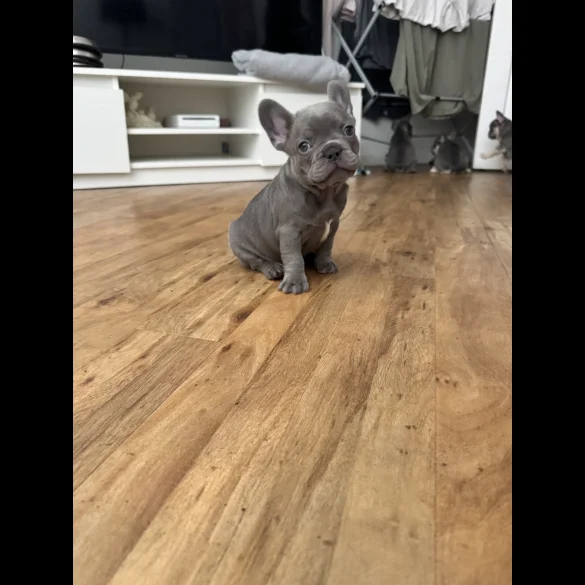 French Bulldog - Both