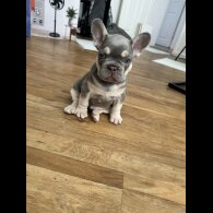 French Bulldog - Both