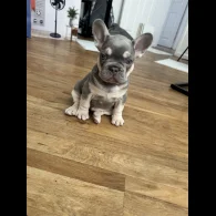 French Bulldog - Both