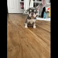 French Bulldog - Both