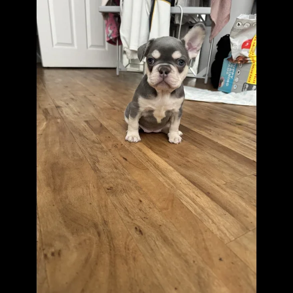 French Bulldog - Both