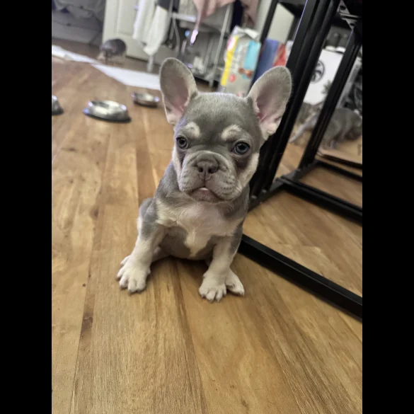 French Bulldog - Both