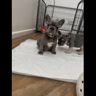 French Bulldog - Both