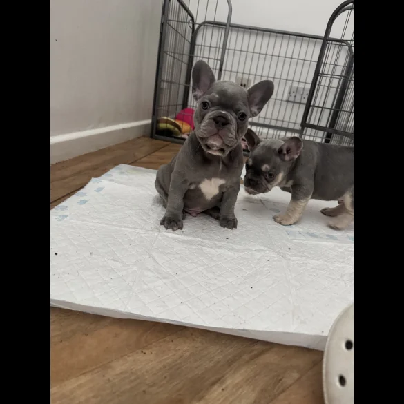 French Bulldog - Both