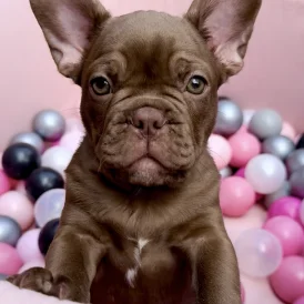 French Bulldog - Both