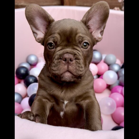 French Bulldog - Both