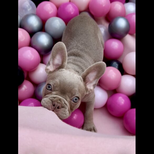 French Bulldog - Both