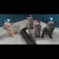 French Bulldog - Both