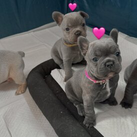 French Bulldog - Both