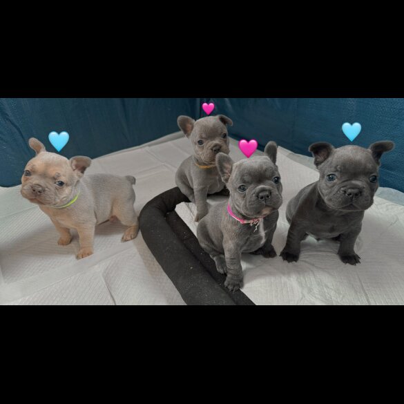 French Bulldog - Both