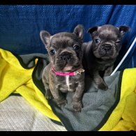 French Bulldog - Both