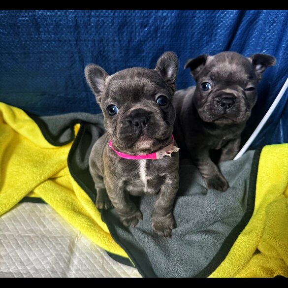 French Bulldog - Both