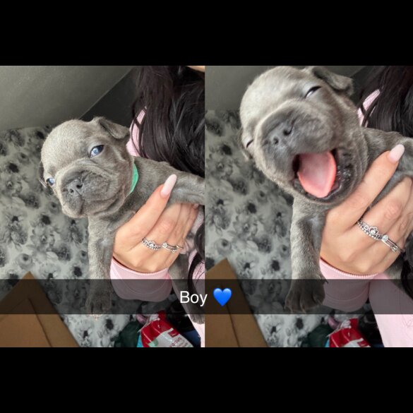 French Bulldog - Both