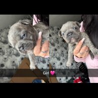 French Bulldog - Both
