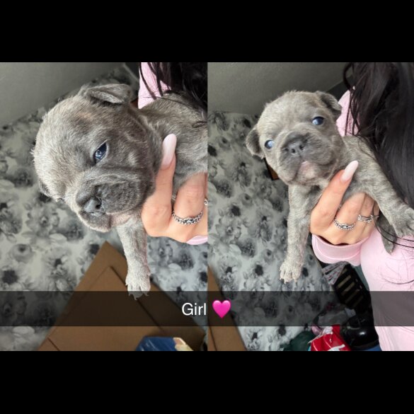 French Bulldog - Both
