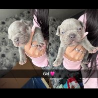 French Bulldog - Both