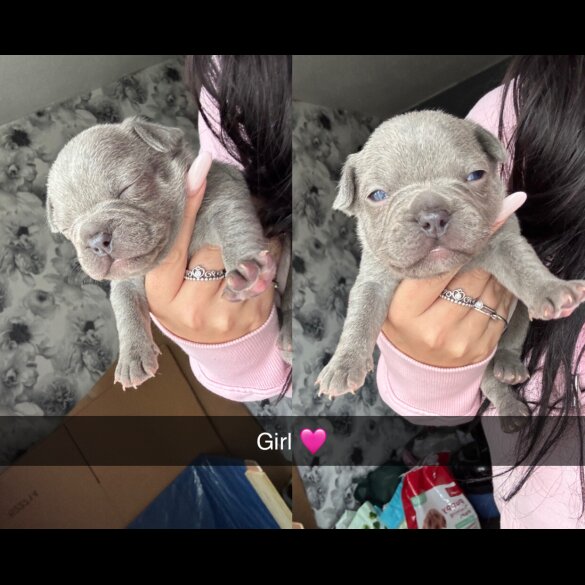 French Bulldog - Both
