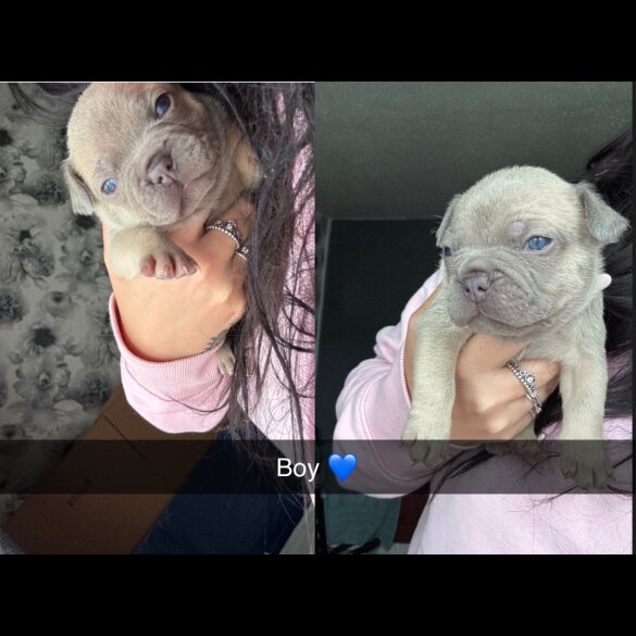 French Bulldog - Both