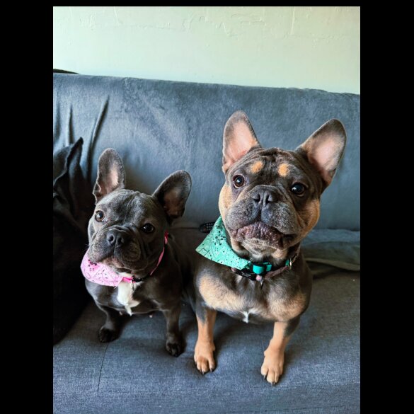 French Bulldog - Both