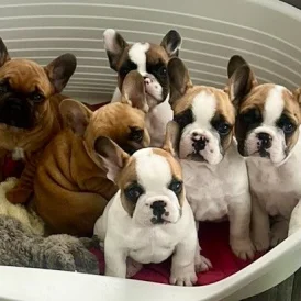 French Bulldog - Both