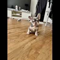 French Bulldog - Both