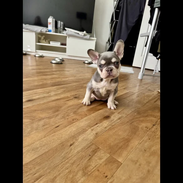 French Bulldog - Both