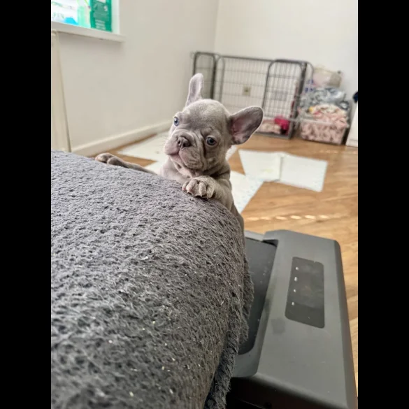 French Bulldog - Both