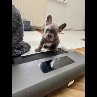 French Bulldog - Both