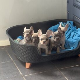 French Bulldog - Both
