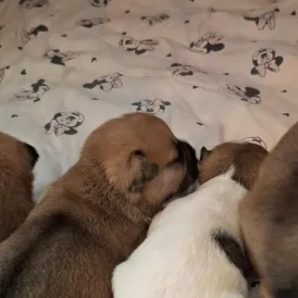 French Bulldog - Both