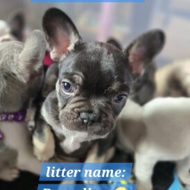 French Bulldog - Both