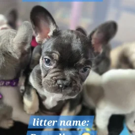French Bulldog - Both