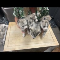 Siberian Husky - Both