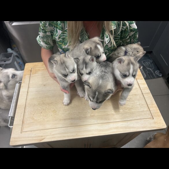Siberian Husky - Both