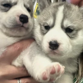 Siberian Husky - Both