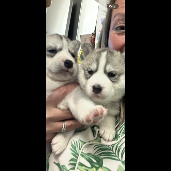 Siberian Husky - Both