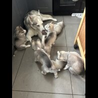 Siberian Husky - Both