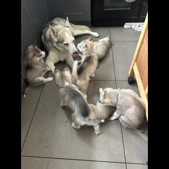 Siberian Husky - Both