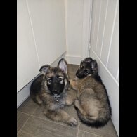 German Shepherd (Alsatian) - Both